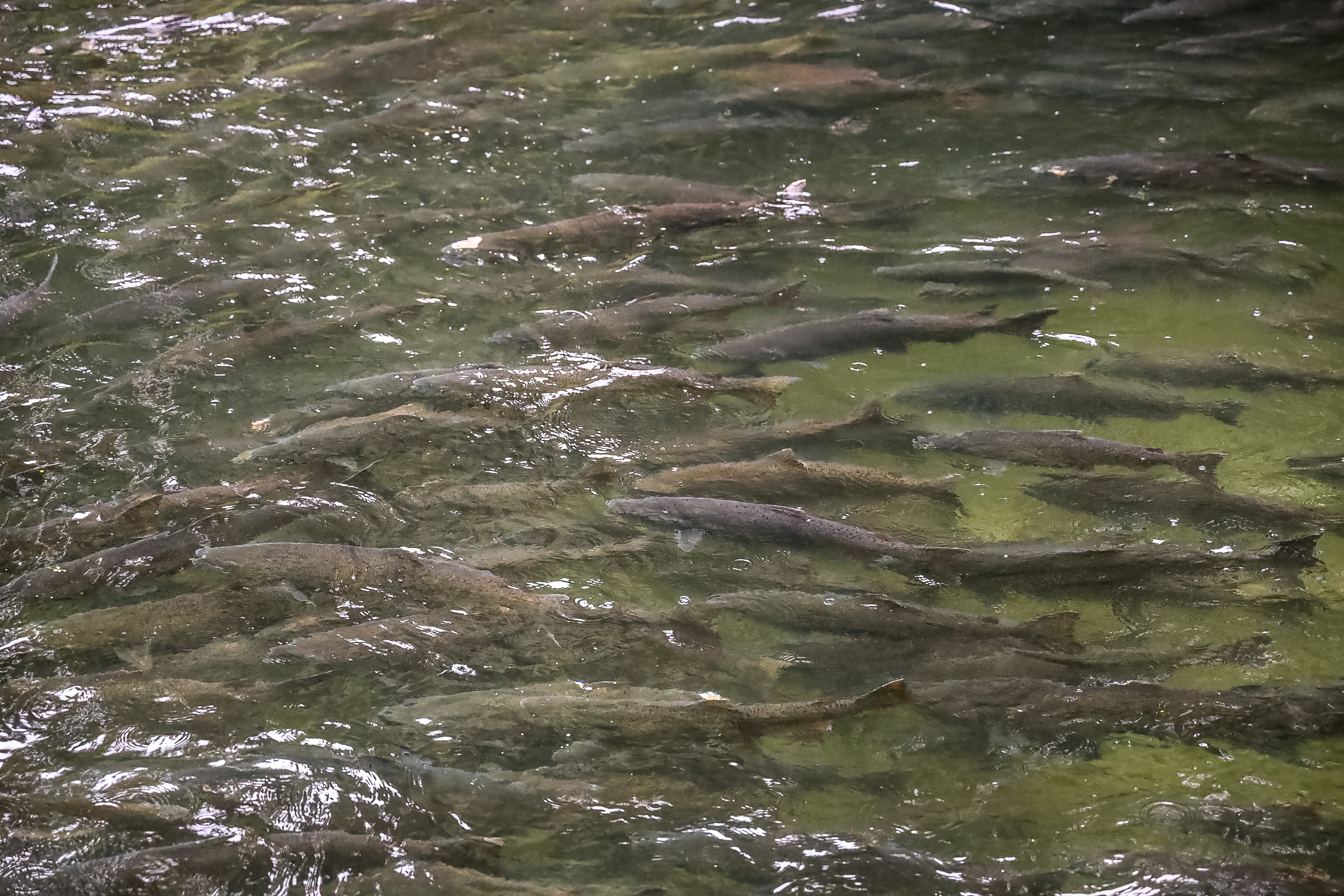 a group of fish in water