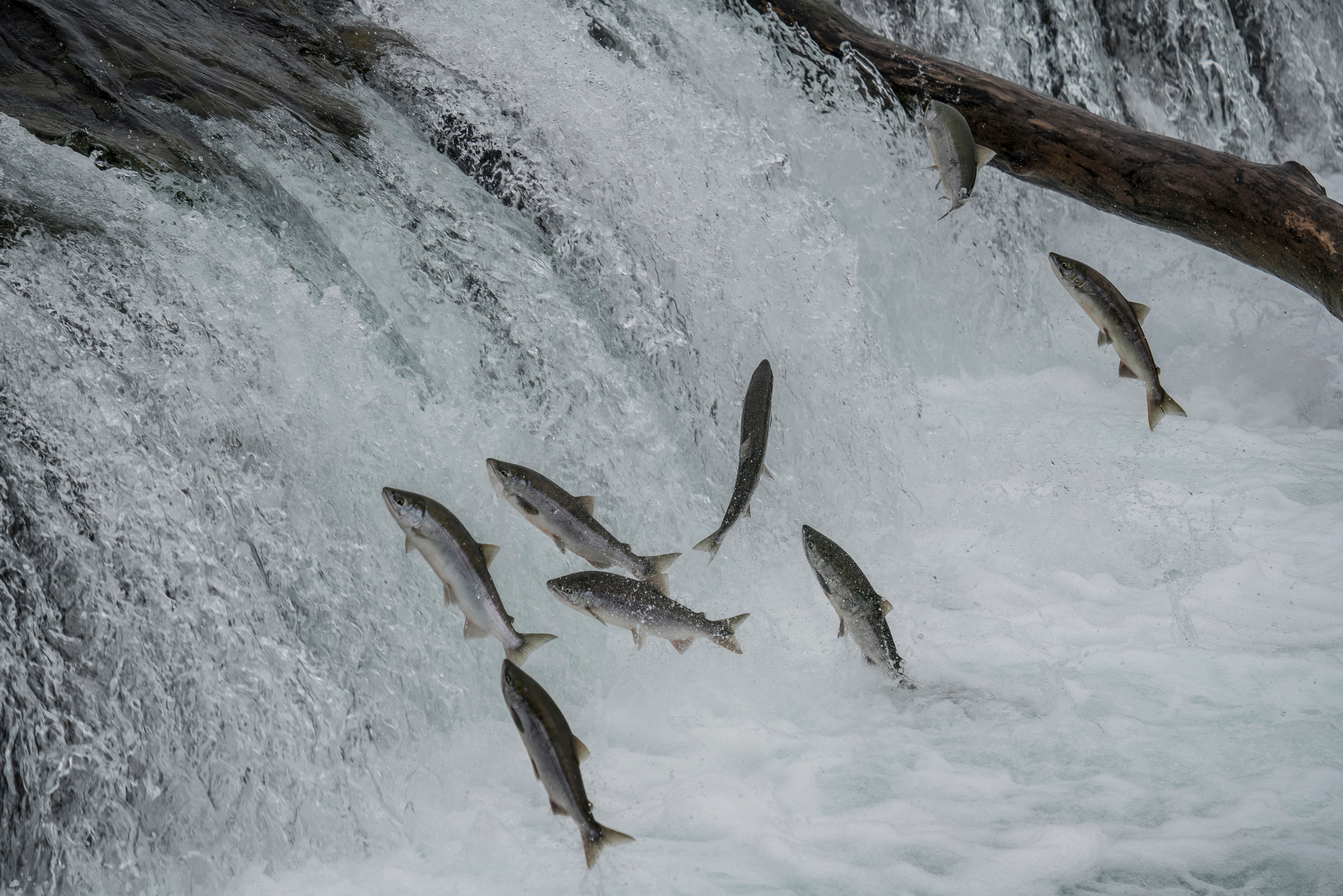 a group of fish jumping out of a waterfall