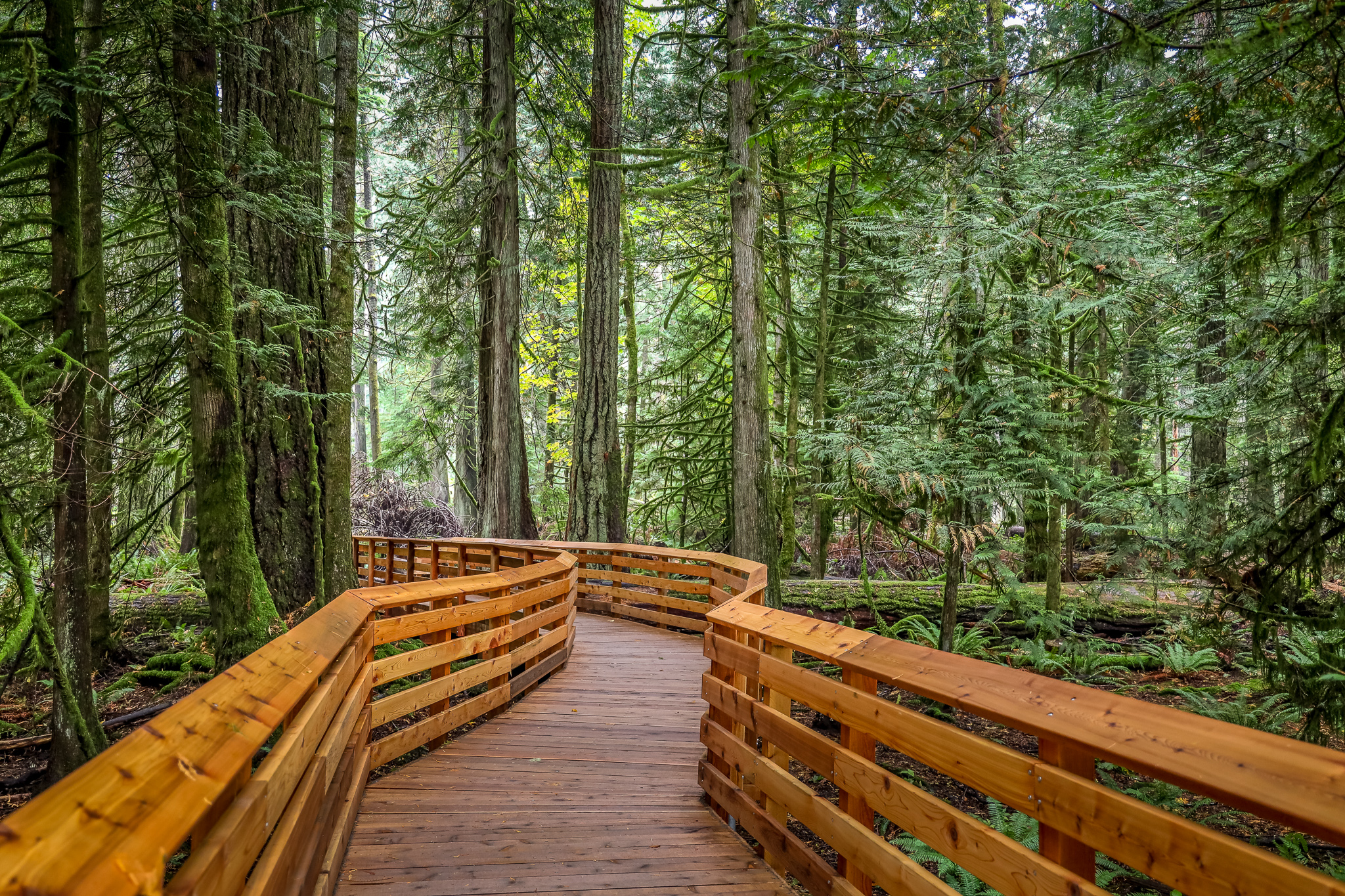 a wooden walkway in the woods