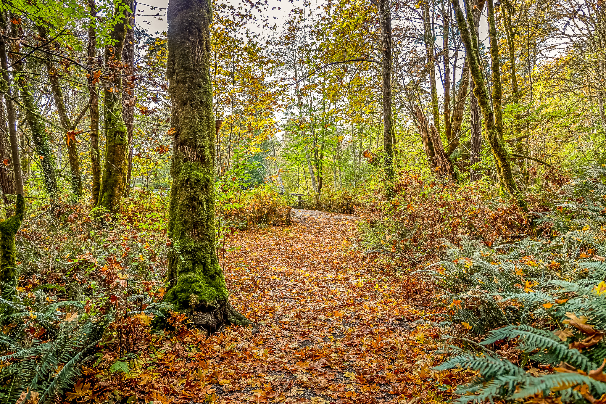a path through a forest with fallen leaves