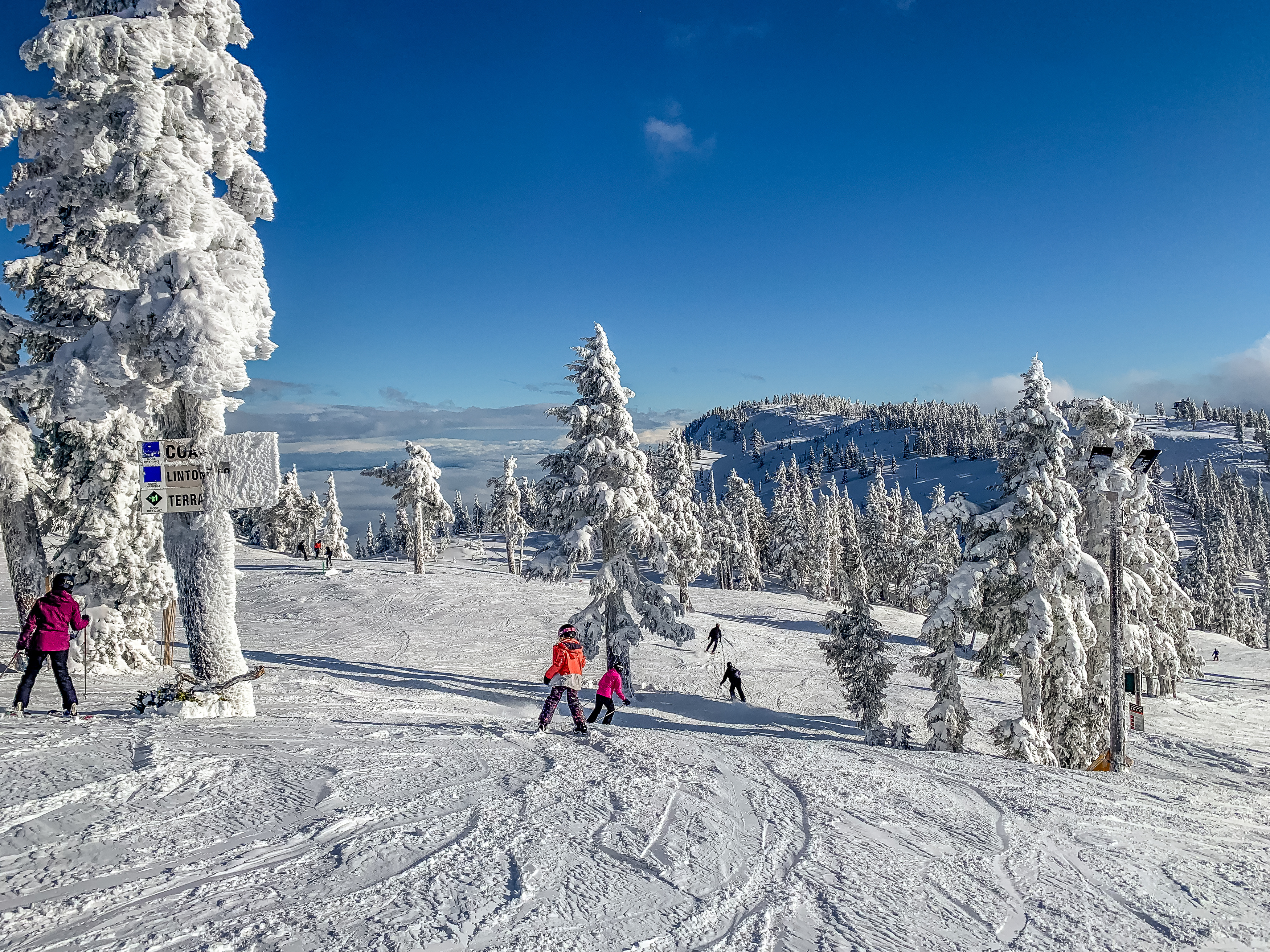 people snow covered trees and people on a ski slope