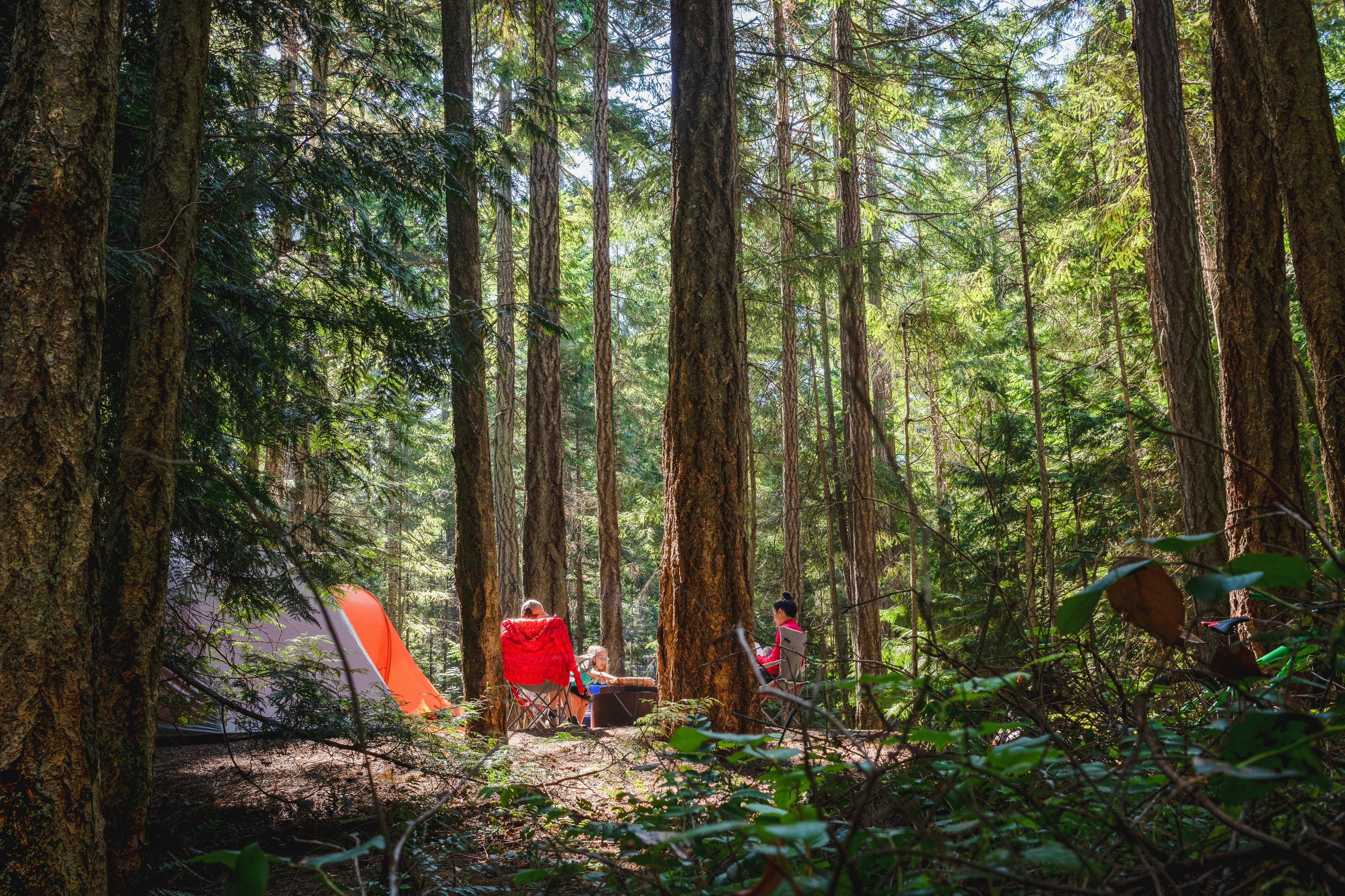 people camping in the woods
